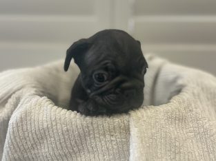 French Bulldog – Rockingham