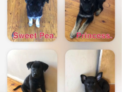 German Shepherd – Mooroopna North