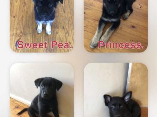 German Shepherd – Mooroopna North