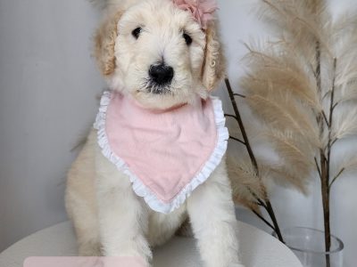 Poodle Standard – Cornelia Ghita