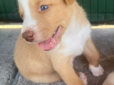 Australian Kelpie – Stanthorpe