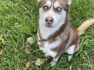 Husky – Rosette