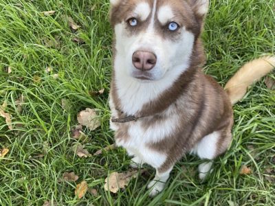 Husky – Rosette