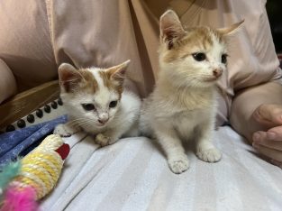 Cats – Midland