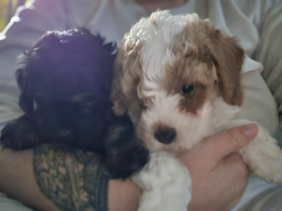 Cavoodle – Coffs Harbour