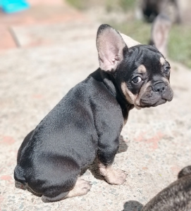 French Bulldog – Deception Bay
