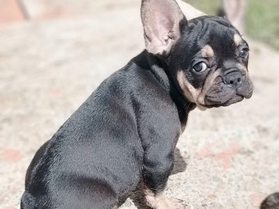 French Bulldog – Deception Bay