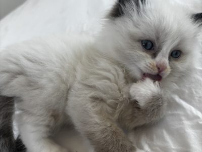 Ragdoll – South Melbourne