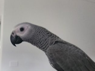 Other Birds – Maitland