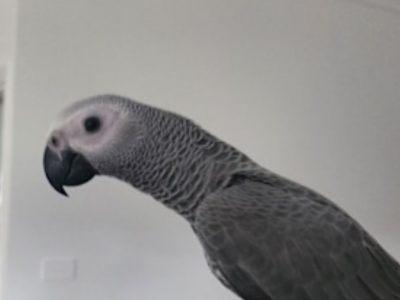 Other Birds – Maitland