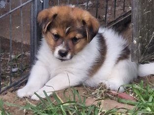 Jack Russell – Kinka Beach