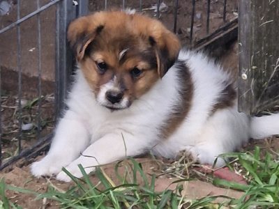 Jack Russell – Kinka Beach