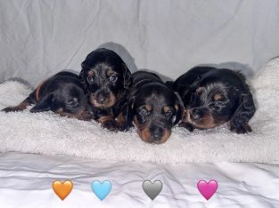 Dachshund – Phoenix Richardson