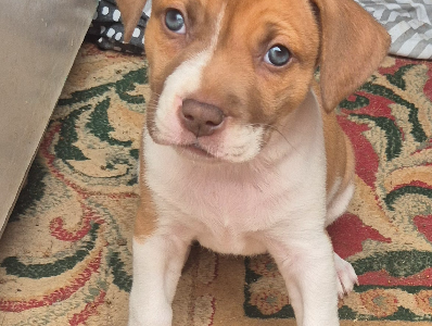 American Staffordshire Bull Terrier – Toodyay