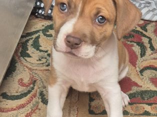 American Staffordshire Bull Terrier – Toodyay