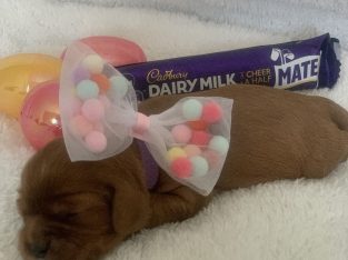 Cavalier King Charles Spaniel – Leppington