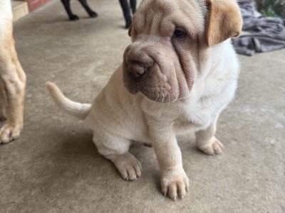 Shar Pei – Blacktown