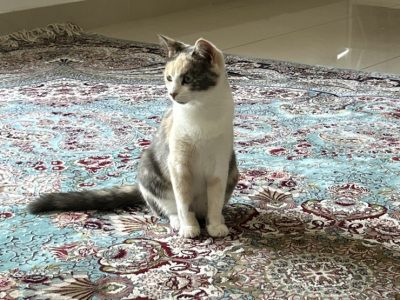 Other Cats – Chester Hill