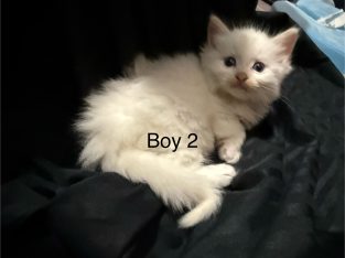 Ragdoll – Healesville