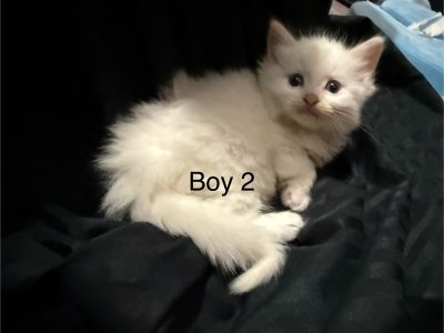 Ragdoll – Healesville