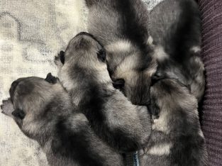 Keeshond – Kenthurst