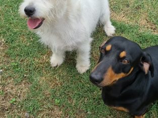 Dachshund – Gulmarrad