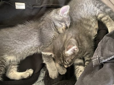 Maine Coon – Beenleigh