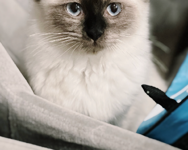 Ragdoll – Adelaide