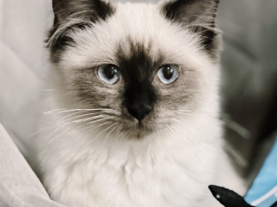 Ragdoll – Adelaide