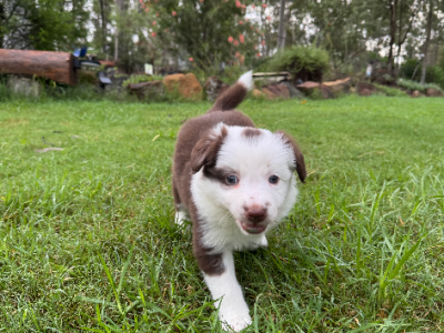 Border Collie – Brisbane