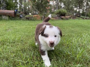 Border Collie – Brisbane