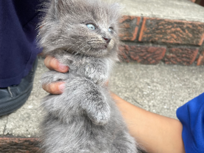 Other Cats – Padstow