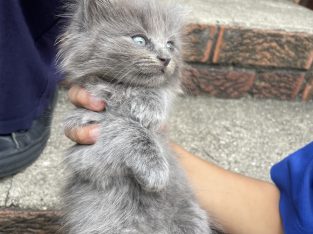 Other Cats – Padstow