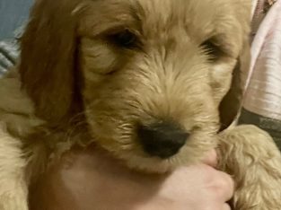 Groodle – Kelmscott