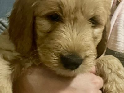 Groodle – Kelmscott