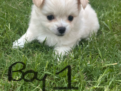 Chihuahua – Saint Clair