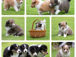 Border Collie – Myalup