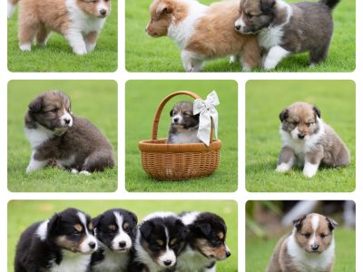 Border Collie – Myalup