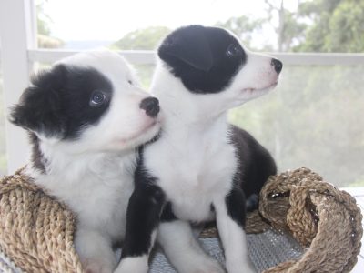 Border Collie – Palmwoods