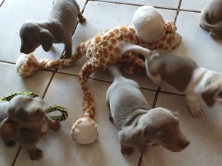 Miniature Dachshund – Loveday
