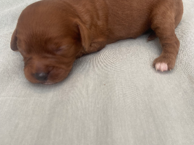 Brown Cavoodle – Mount Gambier