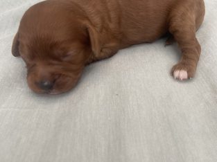 Brown Cavoodle – Mount Gambier