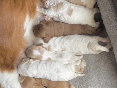 Cavoodle – Mount Gambier