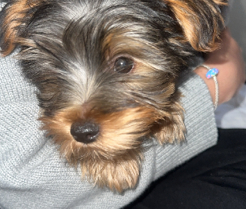 Yorkshire Terrier – Frankston