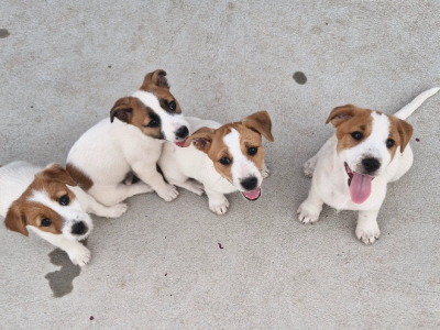 Jack Russell – Pinjarra
