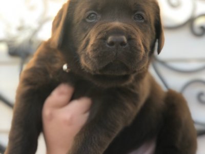 Labrador Retriever – Mernda