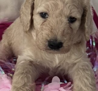 Groodle – Cairnlea