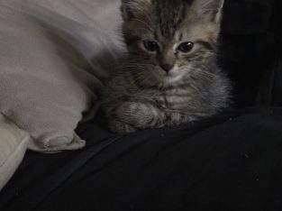 Other Cats – Punchbowl