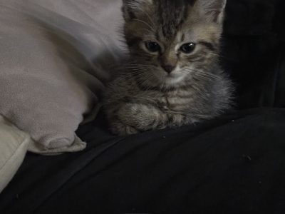 Other Cats – Punchbowl