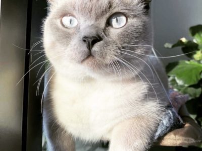 British Shorthair – Melbourne